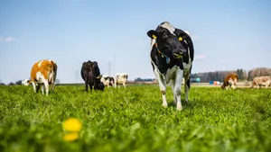 Milchwirtschaft bleibt das Kerngeschäft der Zentralschweizer Landwirtschaft.