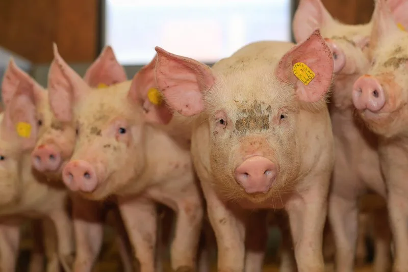 6cb9feb5f07e4618cf45f088eaef1c01a1f91771 In den ersten sechs Monaten dieses Jahres wurde von der Ukraine mehr Schweinefleisch aus dem Ausland eingekauft als im Vorjahr. (Symbolbild Peter Röthlisberger)