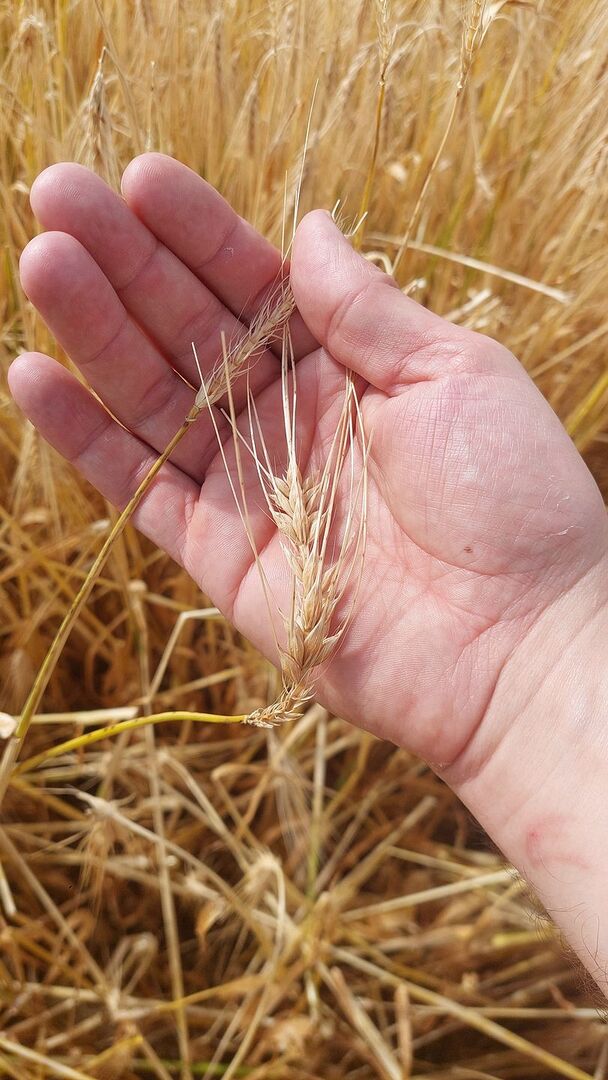 Im Juni traf ein Unwetter mit heftigem Hagelschlag mehrere Gemeinden im Kanton Aargau.