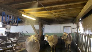 Die Milchkühe von Jörg Büchi mögen es, unter seiner selbst gebauten Kuhdusche zu stehen.