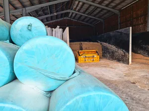 Der Mais lagert beim Betrieb Kronauer in Wädenswil in Fahrsilos. Das Gras wird bisher in Siloballen konserviert. Der Betrieb ist gut mechanisiert für die Silozange und den Ballenumschlag. Mit einem Hochsilo liesse sich die Fütterung jedoch leichter automatisieren.