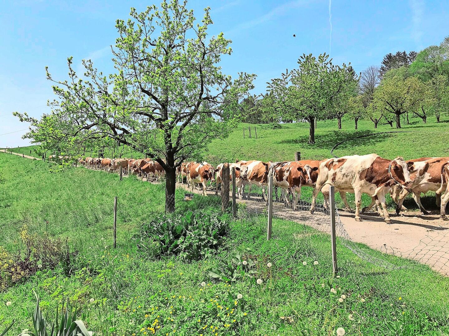 In der Generationengemeinschaft der Sutters leben 71 laktierende SF-Kühe, die mit einem Stier auf 27 ha arrondierter Fläche weiden.