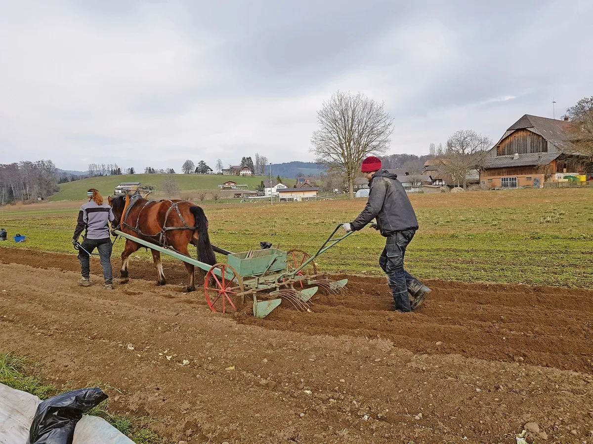 771b5091ec6915105f59472657e37aefe24cb738 Bastian Hurni ist im zweiten Lehrjahr der Zweitausbildung zum Biolandwirt. Aktuell arbeitet er auf dem Biohof Trimstein. (Bild zVg)