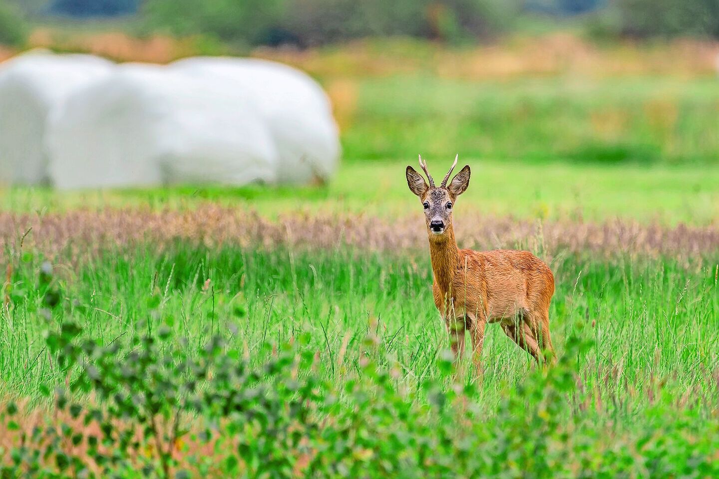 Halten sich Rehe und Co. mehr auch im offenen Gelände auf, sinkt der Äsungsdruck im Wald. Hilfreich hierbei sind BFF in Waldnähe und ein sanfter Übergang zwischen Wald und Kulturland.