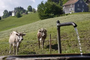 Kühe geben bei Hitze weniger Milch.