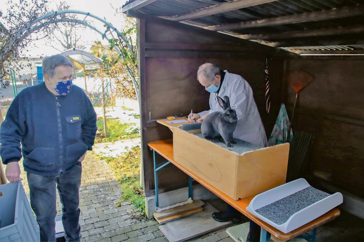 27383ea83a6ac00946b8311e793e1875206db488 Vereinspräsident Werner Hangartner ist als Zuträger im Einsatz, während Richter Klaus Blättler am Bewertungstisch das Bewertungs-blatt für eine Blaue Rex-Zibbe ausfüllt.(Bild Roland Müller)