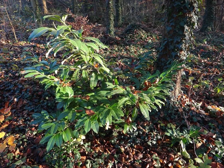 8dfd17961ea4692bbfba94ceabcf5d19e8c13bd3 Vögel verschleppen die Beeren der Kirschlorbeeren Wald, wo der invasive Neophyt sich dann ausbreitet. (Bild BirdLife Schweiz)