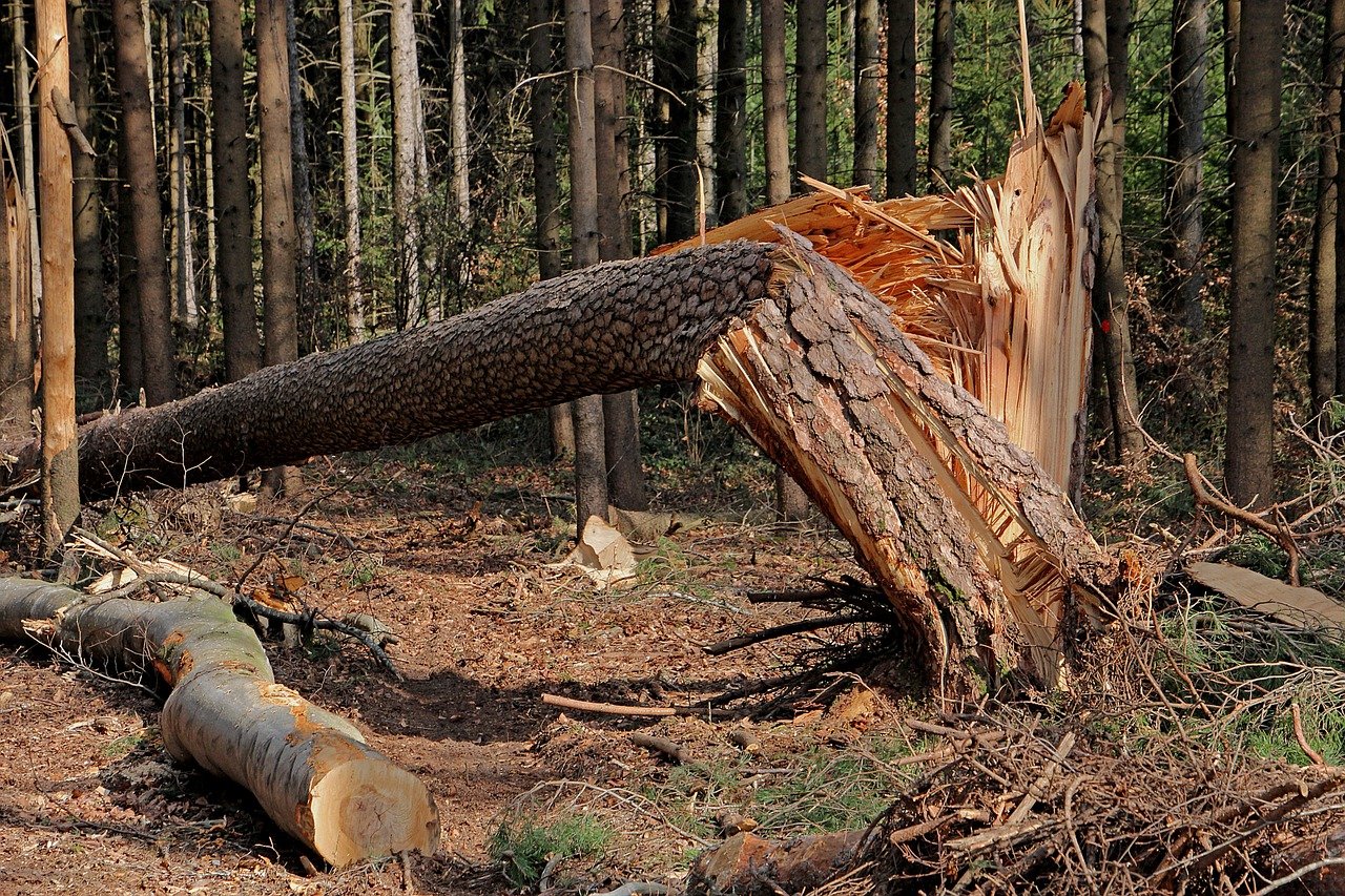 Die versicherten Schäden aus Naturkatastrophen kletterten im laufenden Jahr um geschätzt 40 Prozent auf 76 Milliarden Dollar, so Swiss Re. (Bild Pixabay)