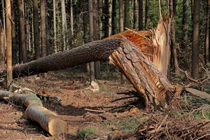 Die versicherten Schäden aus Naturkatastrophen kletterten im laufenden Jahr um geschätzt 40 Prozent auf 76 Milliarden Dollar, so Swiss Re. (Bild Pixabay)
