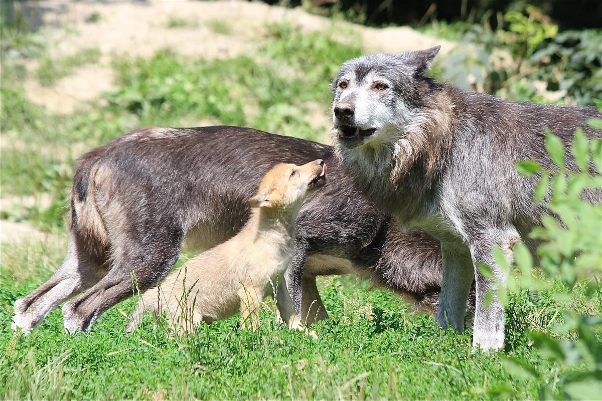 Im Kanton Glarus richten zwei Wolfsrudel Schäden an