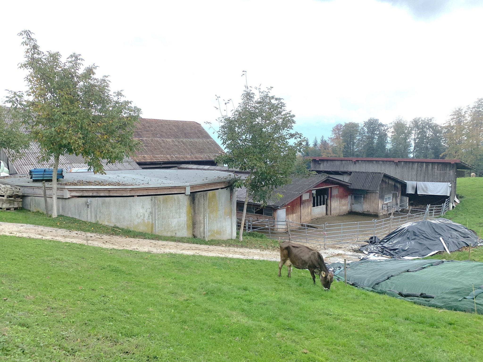Abgedecktes Güllesilo auf einem Landwirtschaftsbetrieb im Kanton Schwyz. In diesem Kanton und im Kanton Zug wurde die damals noch mit Beiträgen unterstützte Abdeckung vor Jahren stark forciert, im Gegensatz zum Kanton Luzern.  (Bild Josef Scherer)