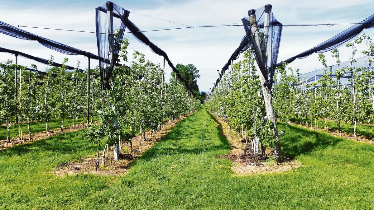 e8ffc2fc25ef2bbf0d54224143bf2bed8048d790 Die Besucher(innen) am Tag der offenen Obst- und Gemüsegärten sollen idyllisch blühende Apfelbäume sehen, aber auch ein realistisches Bild der Schweizer Produktion erhalten. (Bild Stefanie Giger)