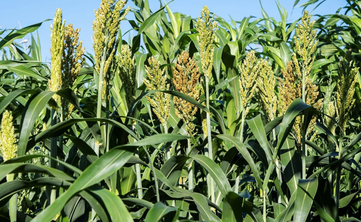 sorghum_Carole_parodi Was spricht für Sorghum statt Mais?