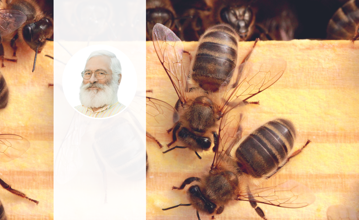 Porträt von Hans Jäckle, im Hintergrund sind krabbelnde Dunkle Bienen zu sehen.