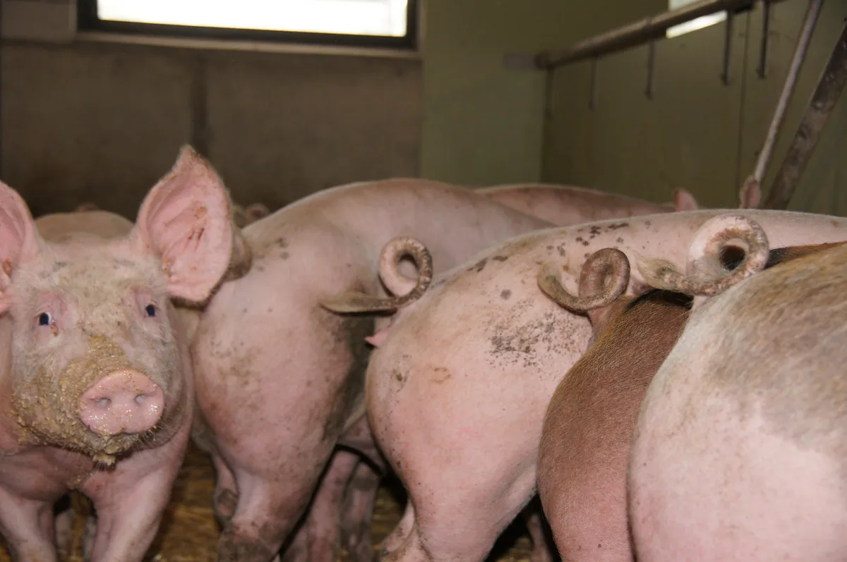 bb31f5e2cd6702b7f309b174218c585d85ca29d3 Der Schweinefleisch-Export in der EU boomt. (Symbolbild/lid)