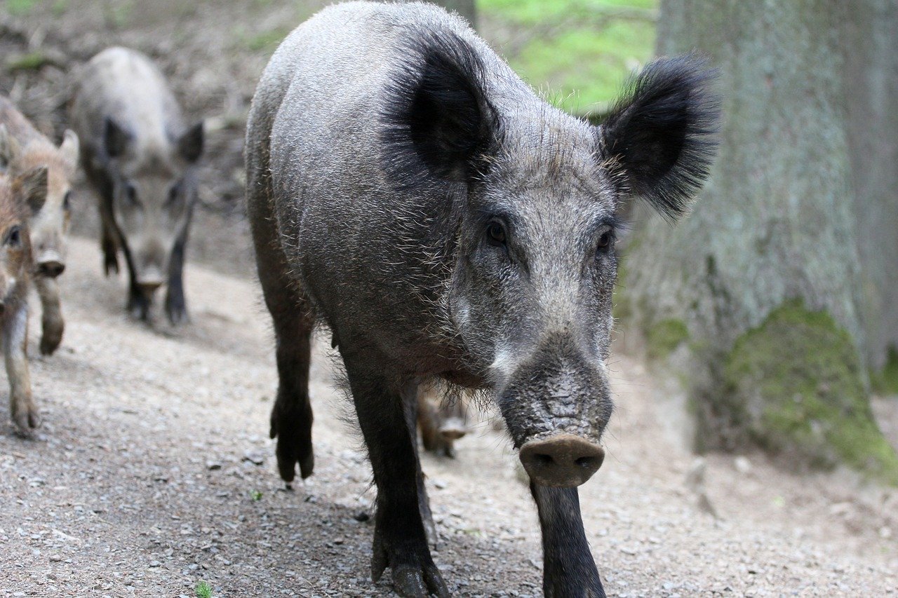 Wildschweinrotte sorgt für Unfälle auf Autobahn in Süddeutschland