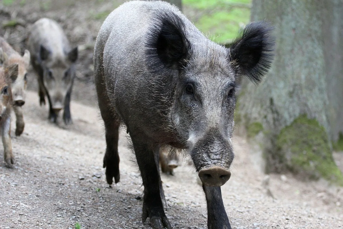 a5c446c9148b4c589deee4569436f3ddf4fb0c6f Wildschweinrotte sorgt für Unfälle auf Autobahn in Süddeutschland