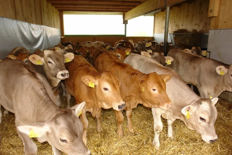 «Fleisch einlagern statt Preisdruck», fordern die Kälbermäster