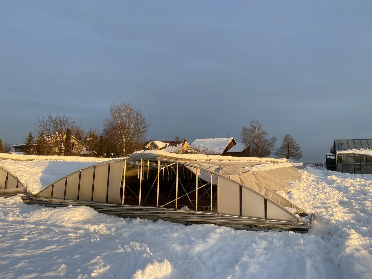 schneedruckschaden_folienhaus_erdbeersetzlinge Schnee, Hagel, Sturm und Co.: Wie können sich Landwirtschaftsbetriebe vor Elementarschäden schützen?