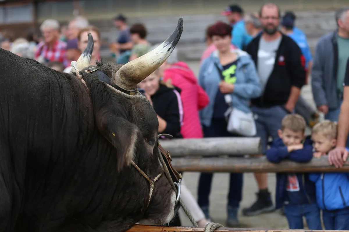 Ist Muni Ady der erste Original-Braunvieh-Stier, der Hornlosigkeit vererbt?