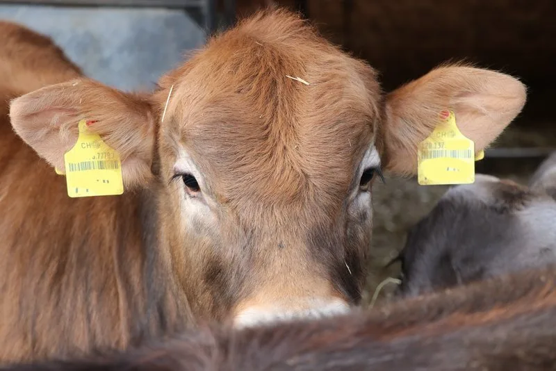 Mastkalb_2-800px Der Einsatz von Antibiotika in der Kälbermast geht zurück