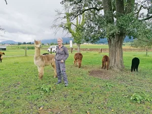 Jasmin Besançon-Ramseyer mit Deckhengst Broadway. Dank ihm hat sie mit der Züchtung von Alpakas begonnen.