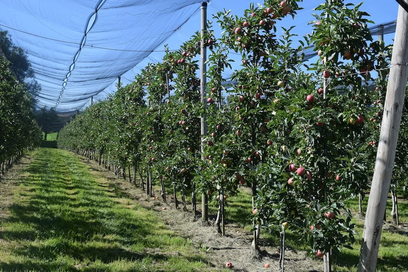 a93122e85a8eec7c3f50bc4721e7923ec056d4b8 Das wüchsige Wetter in den letzten Tagen hat das Fruchtwachstum und die Qualität positiv beeinflusst. (Bilder Stefanie Giger)