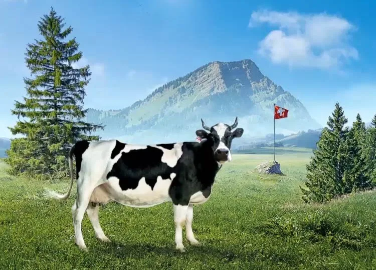 a10cea453c7415f0d7c6e62c07dd9fc4419d22ee Lovely auf der Weide: Auch im Milchmarketing hat man den grünen Teppich bereits ausgerollt. (Bild pd)