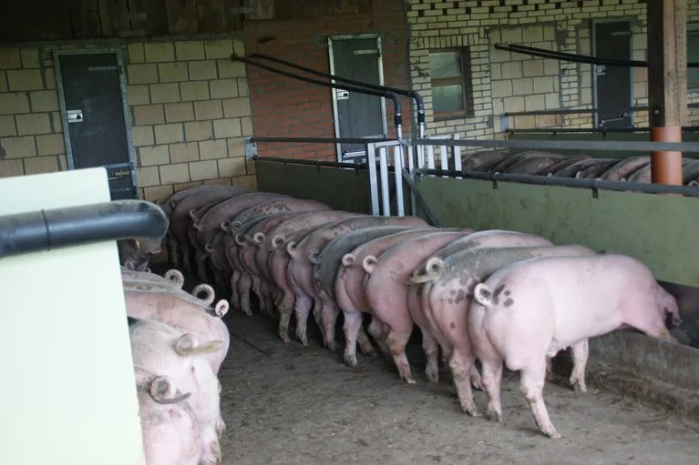 6d5ba13ef6f2ad7f7acebec65f821cdd30eaa1e7 Kriminelle verbreiteten in China absichtlich die Afrikanische Schweinepest. (Symbolbild, lid / ji)