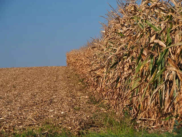 8dc7c13a27c83761c06df236f24d65e8009eaefd Die Trockenheit trifft auch die Landwirte aus dem Nachbarland. (Bild pd)