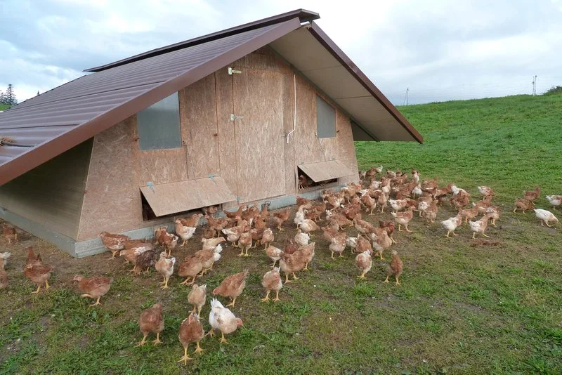 Innerschweiz verlängert Massnahmen gegen Vogelgrippe