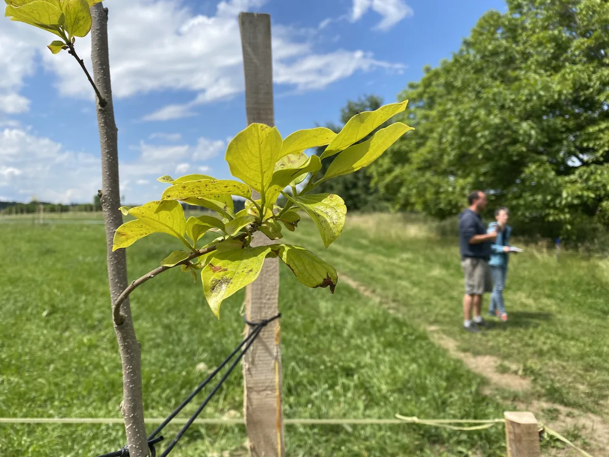 agroforst_wallenbuch_5 Hier gibt es finanzielle Unterstützung für Agroforst-Projekte