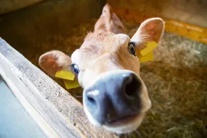 Dieses Kalb ist fit und neugierig. Wäre es müde, würde langsam saugen und hätte hängende Ohren, könnte eine Infektion mit Mycoplasmen die Ursache sein.