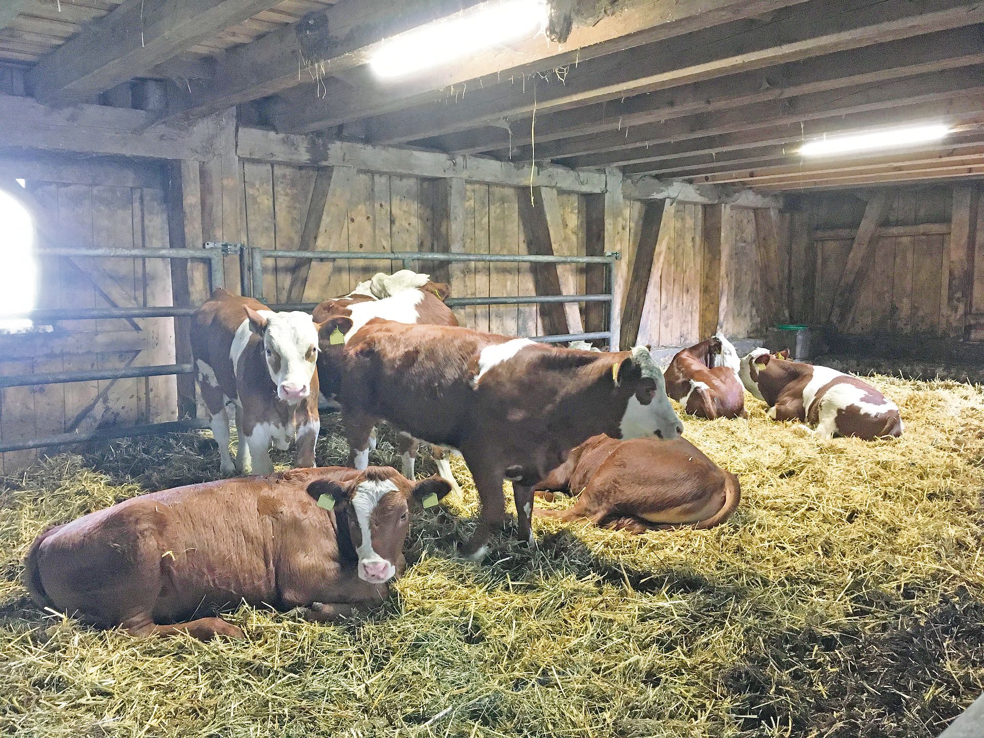 Bio-Kälber sollen vermehrt auf dem Geburtsbetrieb abgetränkt werden. Das hat den Vorteil, dass sie gesünder bleiben. (Bild André Liner)