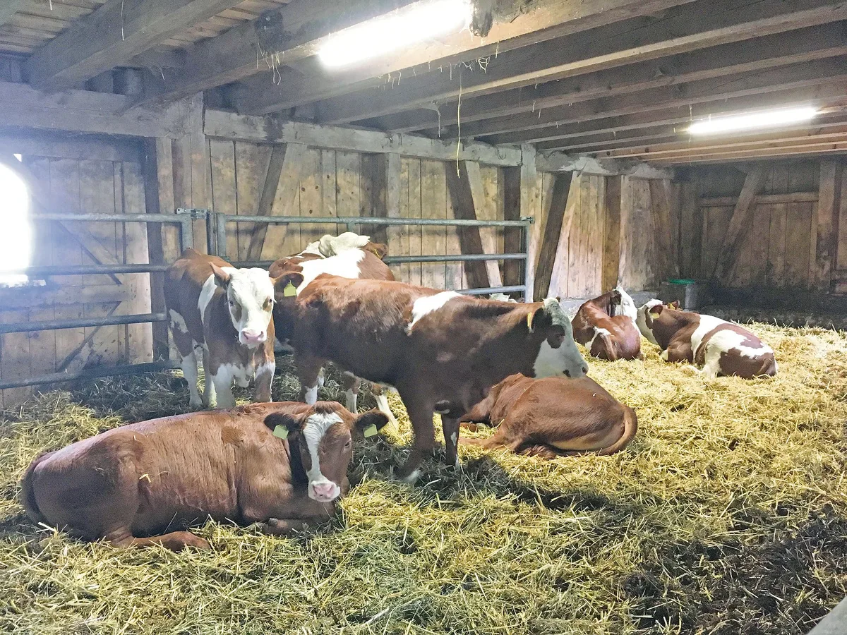 fcef69e84ba2a63052a43bcc35ef81763b8e6dbd Bio-Kälber sollen vermehrt auf dem Geburtsbetrieb abgetränkt werden. Das hat den Vorteil, dass sie gesünder bleiben. (Bild André Liner)