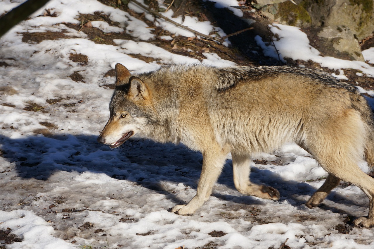 Im Wallis ist nach 10 von 34 Wolfsabschüssen teilweise schon Schluss