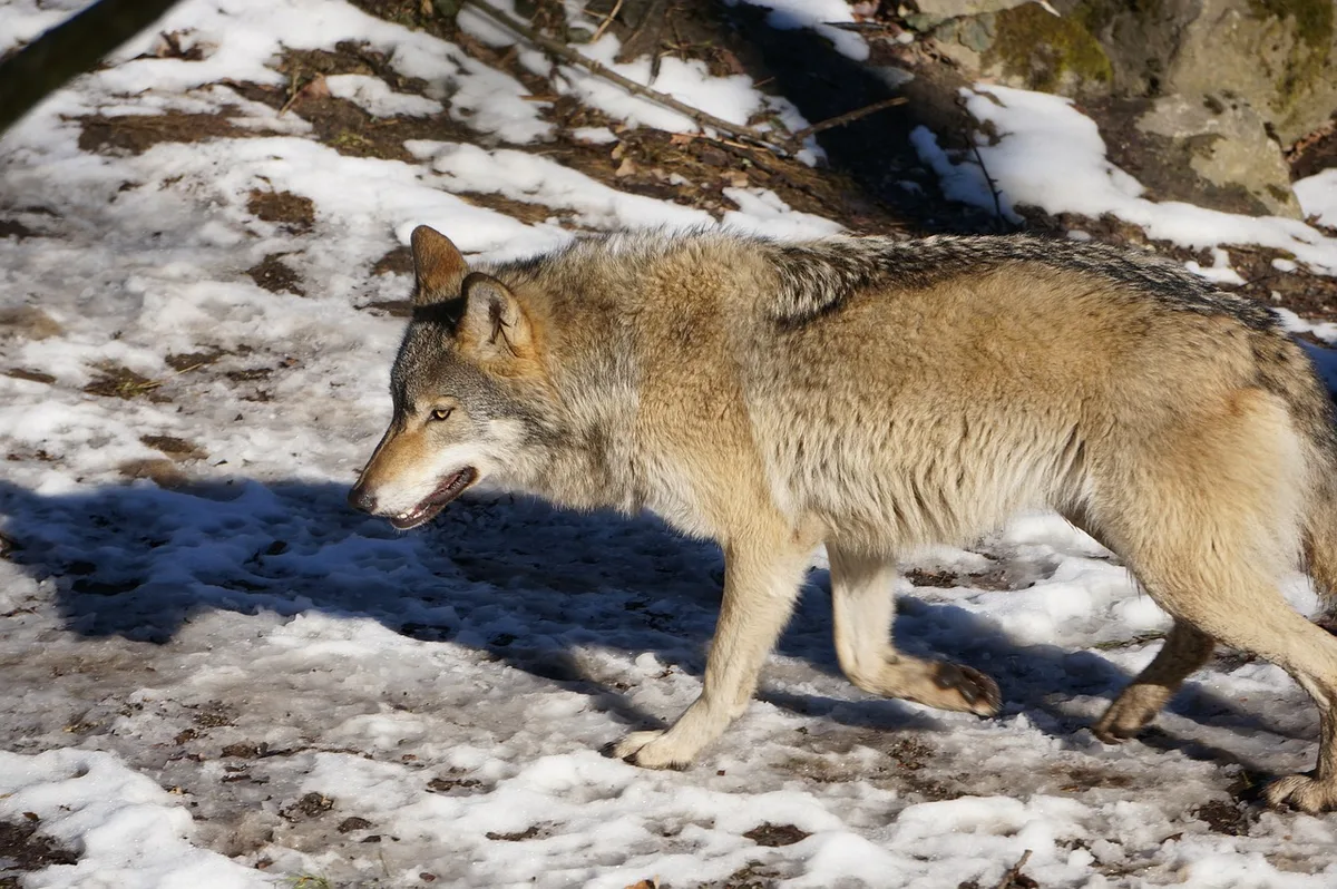 wolf_monkansbar Im Wallis ist nach 10 von 34 Wolfsabschüssen teilweise schon Schluss