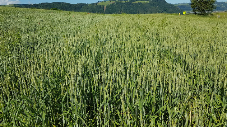 Swiss Granum lobt die gute Zusammenarbeit aller Marktpartner der Wertschöpfungskette, dank der die Preiserhöhung möglich sei. (Bild Swiss Granum)