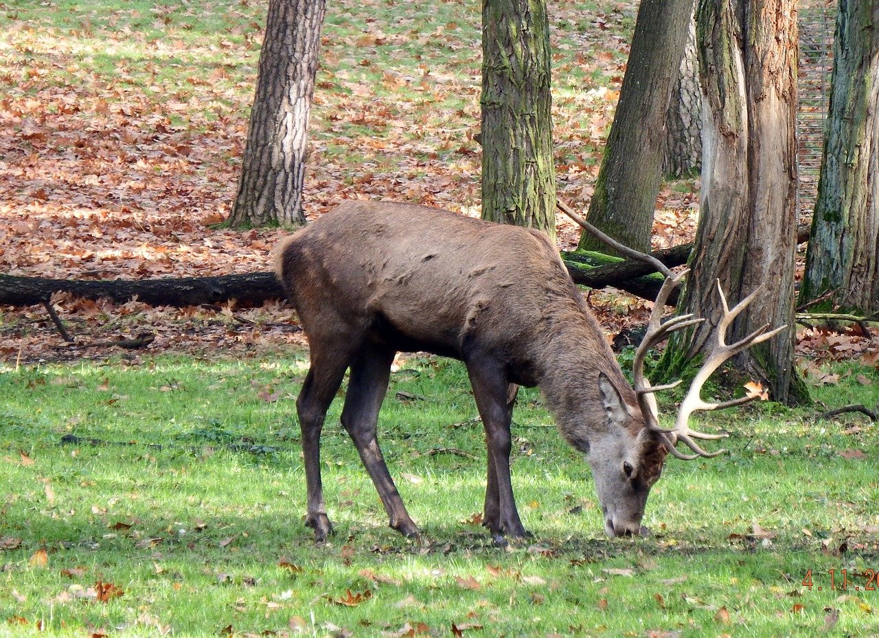 Über die geplanten Abschusszahlen von Hirschen herrscht Uneinigkeit. (Bild Pixabay)