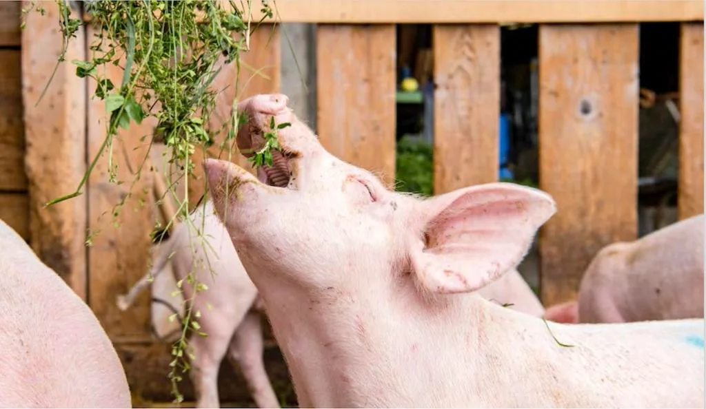 e8a0fbcdb9edb6f087ef488d832ffab2ba76028d Schweine mögen saftiges, feuchtes Raufutter. Ideal ist gemäss FiBL frisches Gras, Silage ist beliebter als Heu. (Bild FiBL)