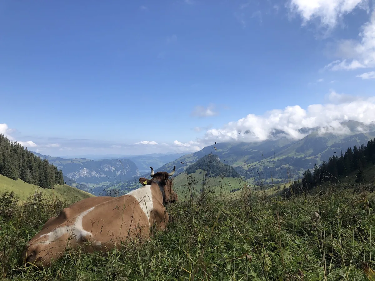 3D7F75B3-9540-4A6F-8544-8146B664D4C3 Drei Hitzewellen machen den Sommer 2022 zum zweitheissesten