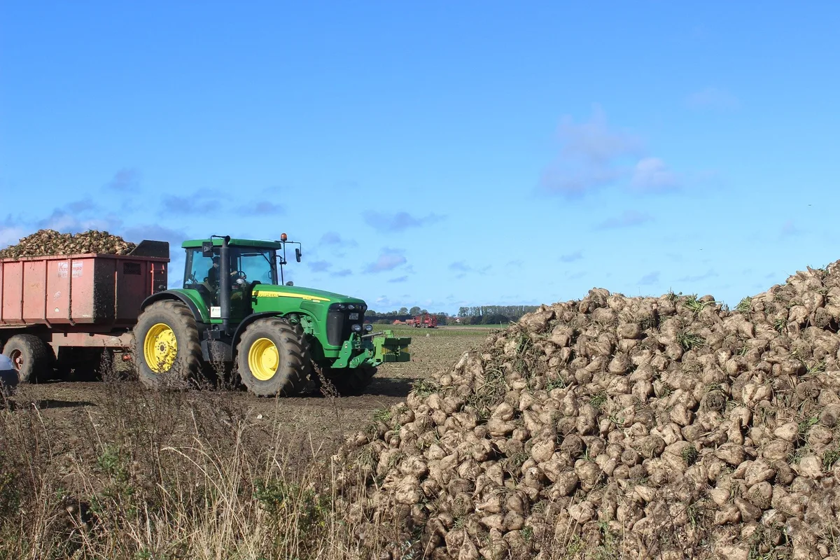 sugar-beet-5664794_1920 Die Schweizer Zuckerproduktion im Überblick