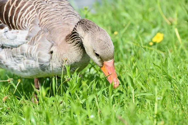 086e634bfbd3919c96a991ea5762e6718d4490c1 Auf einer Wiese oder Weide können bis zu 8000 Wildgänse zusammenkommen. (Symbolbild Pixabay)