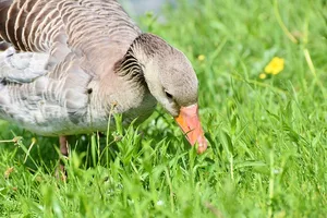 Auf einer Wiese oder Weide können bis zu 8000 Wildgänse zusammenkommen. (Symbolbild Pixabay)