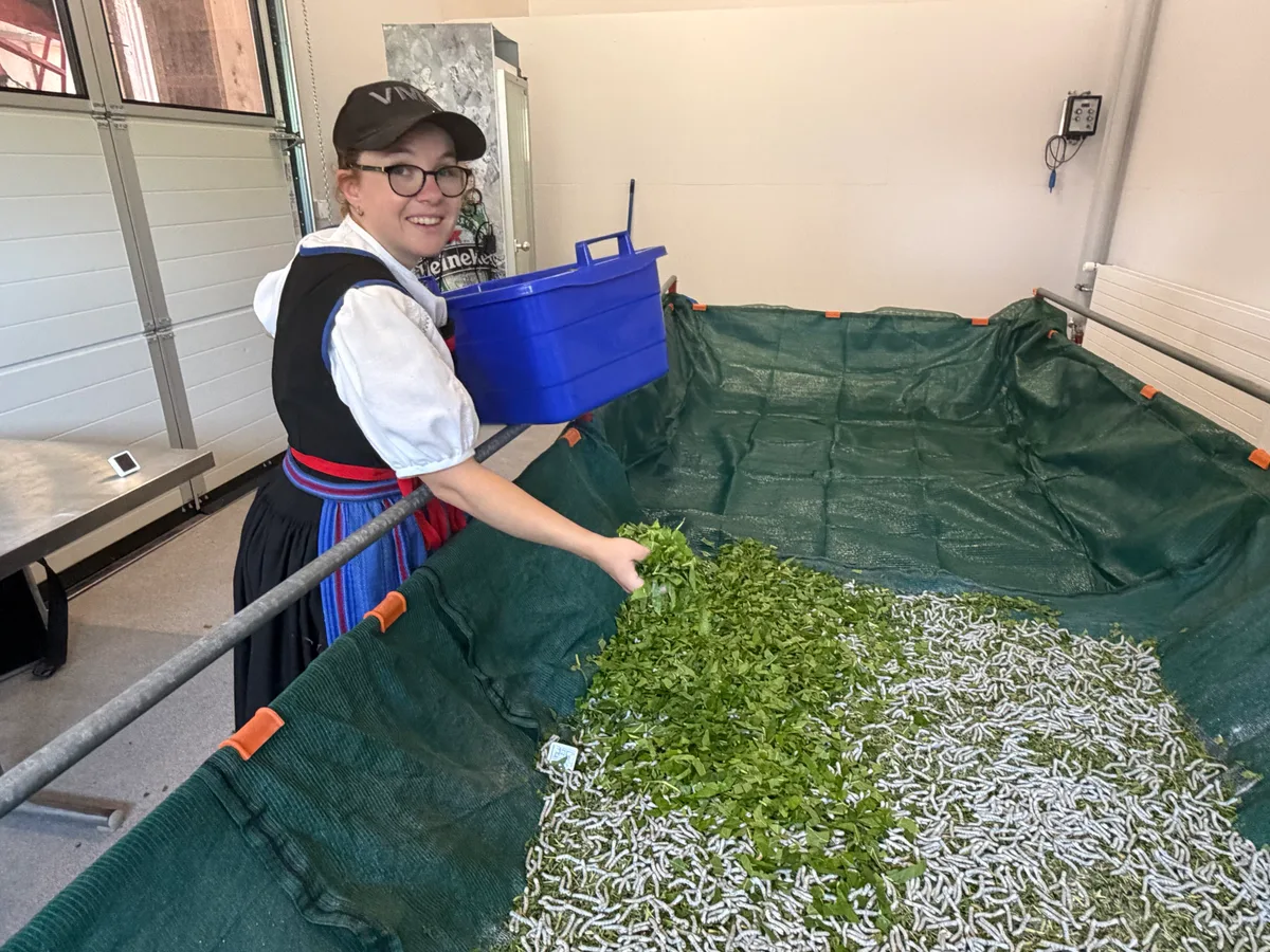 Sabrina_Mathis_Seidenraupen Sabrina Mathis beim Füttern von 5000 Seidenraupen. Diese fressen mehrmals täglich klein geschnittene Maulbeerblätter.