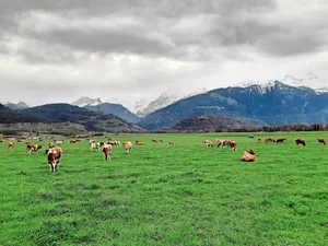 Die Kühe sind wieder draussen und weiden zufrieden. Auf dem Praktikumsbetrieb wird kein Kraftfutter eingesetzt.