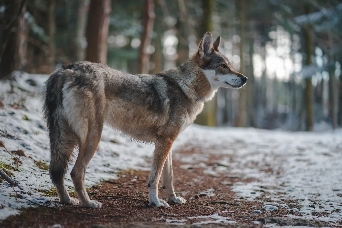 07903ccec250a55fc0677c8511ae14a537bdcdaf Der Wolf wird in der Schweiz zunehmend zum Problem. (Bild Unsplash)