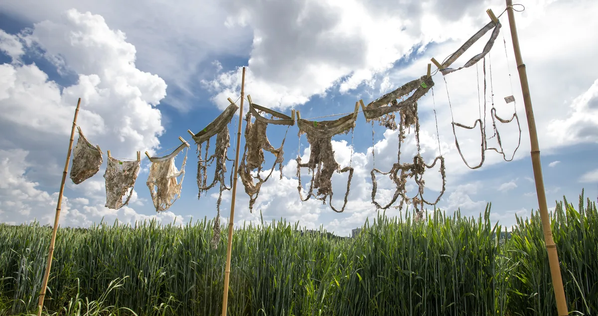 Unterhosen4_Gabriela_Braendle.jpg Die Art der Bodennutzung – Garten, Wiese, Acker oder Rasen – ist entscheidend für den Abbau der Unterhosen, mehr als andere Bodeneigenschaften.