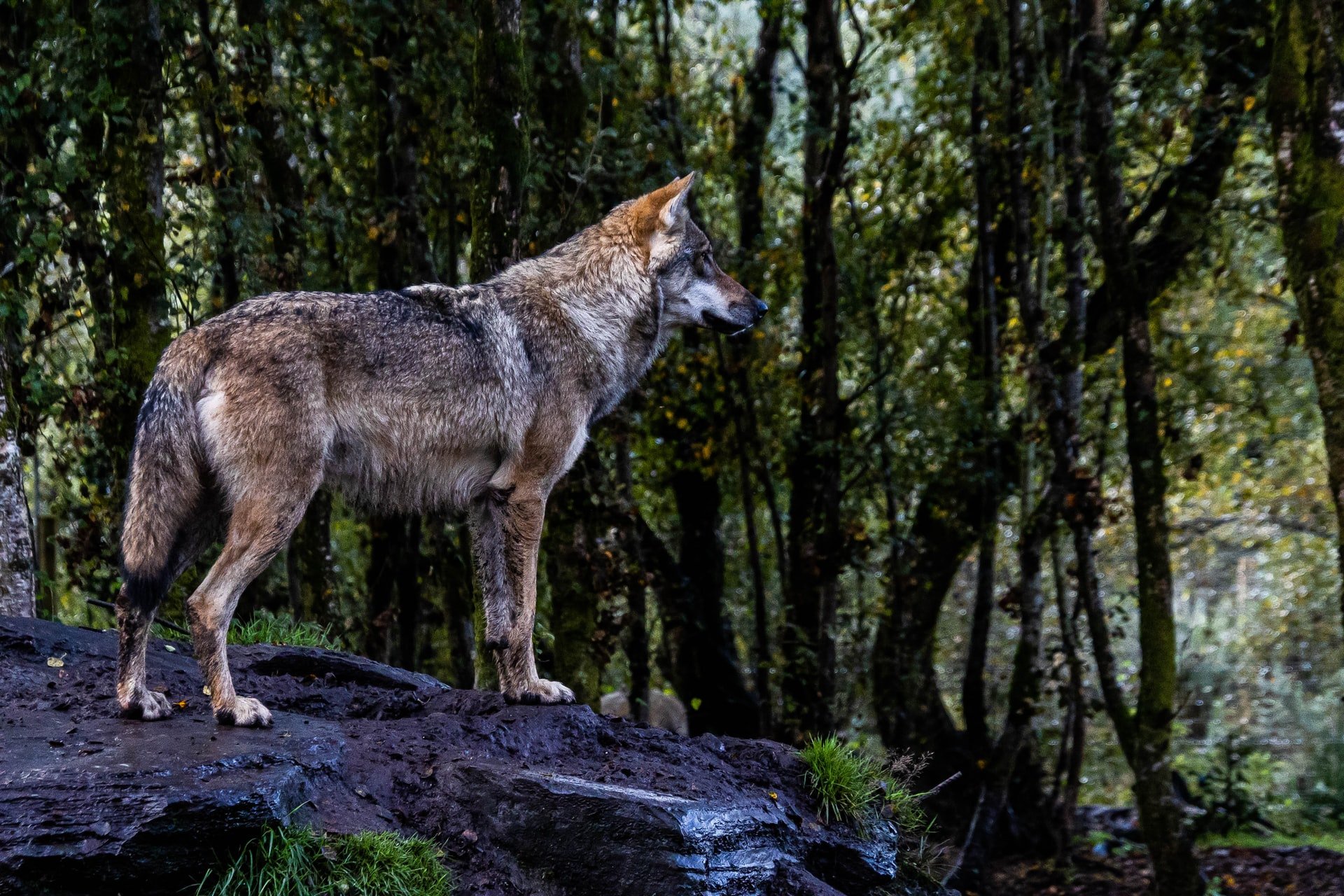 DNA-Probe bestätigt Wolf im zürcherischen Bonstetten