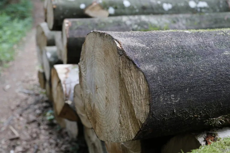 a43b594db736b966fdce6ff55e84a3168e74cc67 Dem Wald soll geholfen werden. (Bild lid)